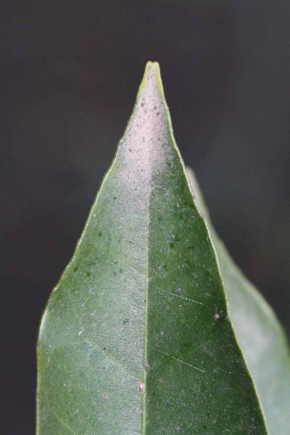            Margin (Sanguinelli, Riverside, CA)   